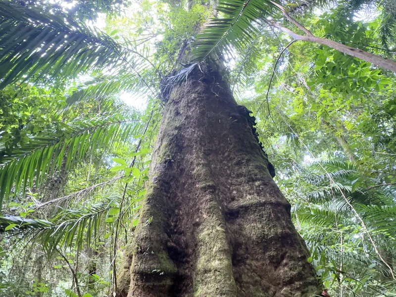 A giant buttressed tree in the rainforest, seen from below
