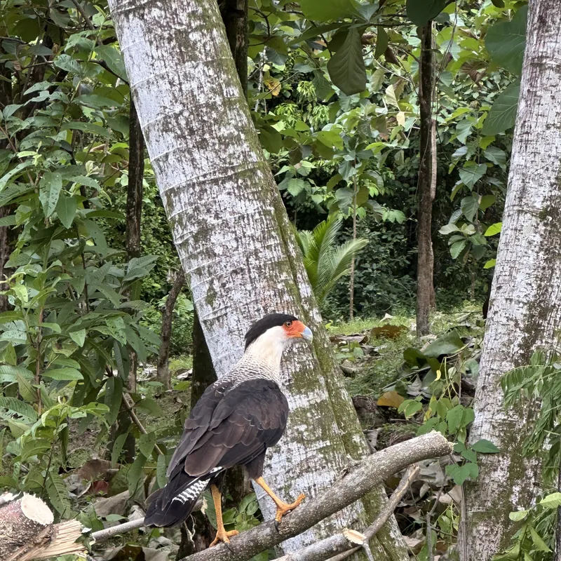 A crested caracara perched in the forest