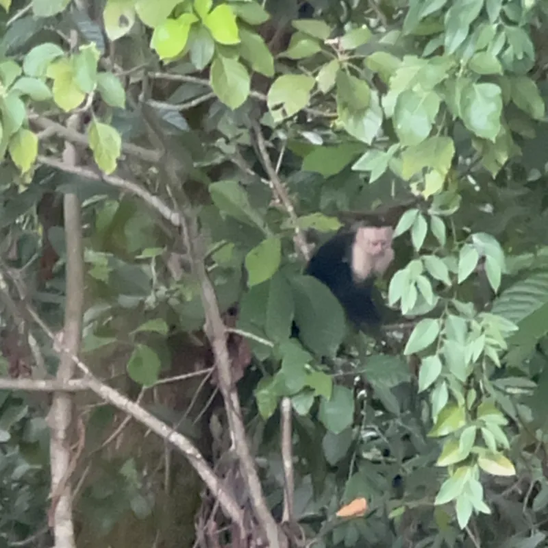A white-faced capuchin monkey in the canopy