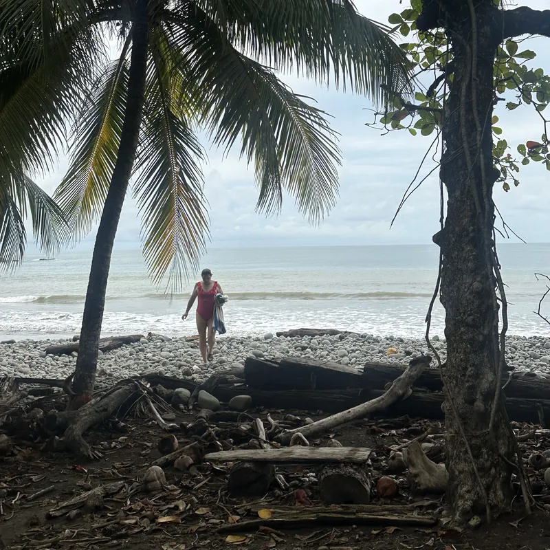A rocky beach framed by palm trees